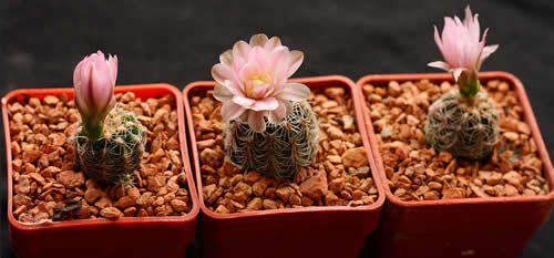 Gymnocalycium bruchii